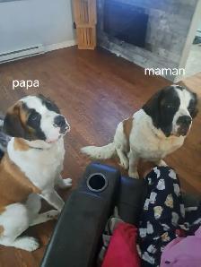 Chiot Saint-Bernard à vendre