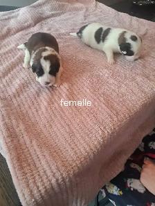 Chiot Saint-Bernard à vendre - Photo 2