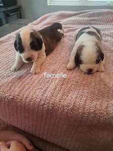 Chiot Saint-Bernard à vendre - Photo 3