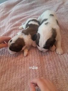 Chiot Saint-Bernard à vendre - Photo 4