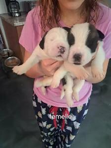 Chiot Saint-Bernard à vendre - Photo 5