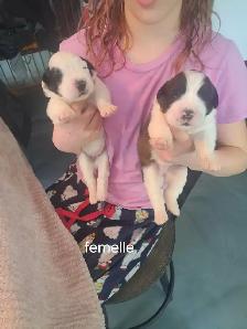 Chiot Saint-Bernard à vendre - Photo 6