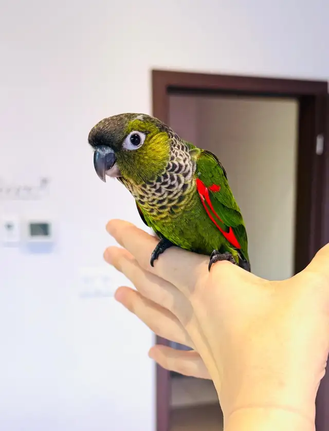 super friendly and handtame conures - Photo 2