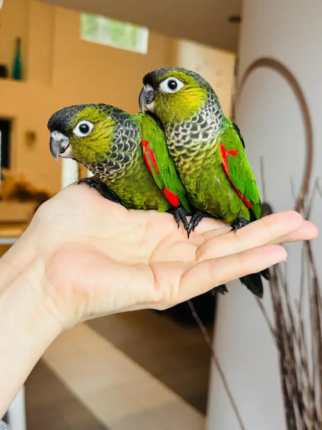 super friendly and handtame conures - Photo 3