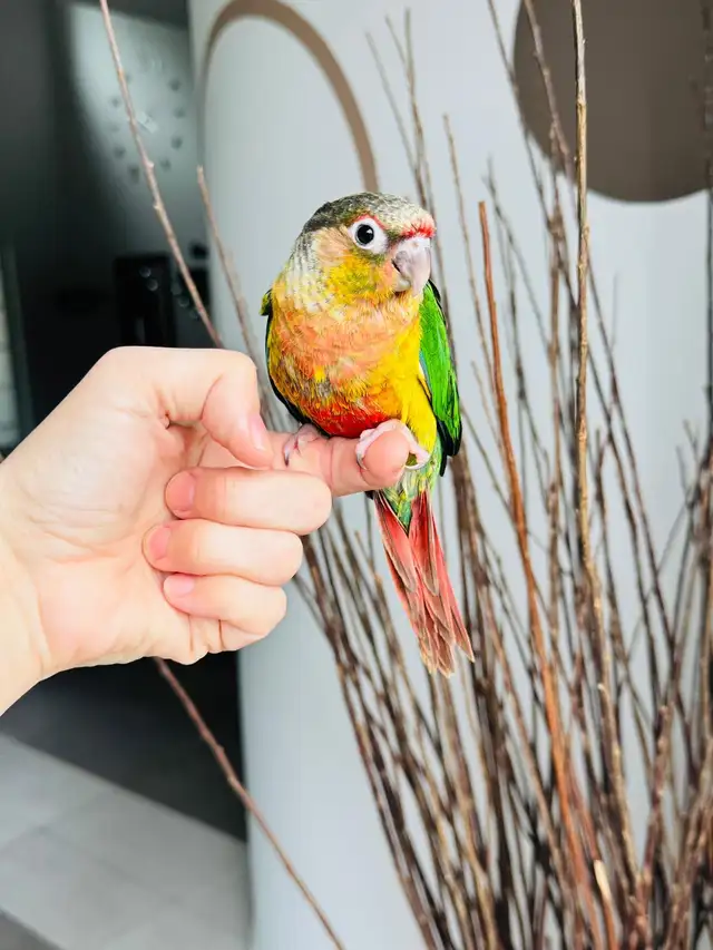 super friendly and handtame conures - Photo 6