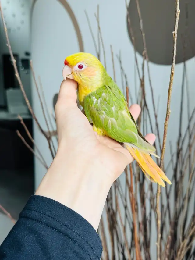super friendly and handtame conures - Photo 7