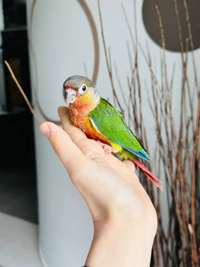 super friendly and handtame conures - Photo 8