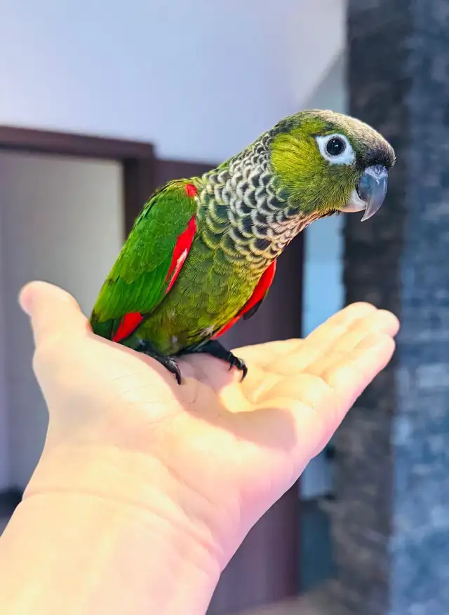 handtame and super friendly conures