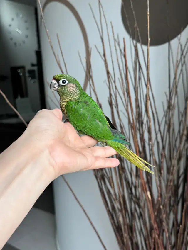 handtame and super friendly conures - Photo 4