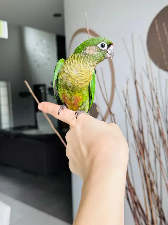 handtame and super friendly conures - Photo 5