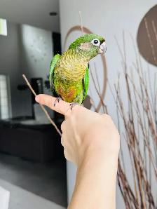 handtame and super friendly conures - Photo 5