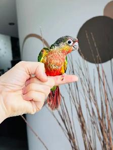 handtame and super friendly conures - Photo 6