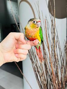 handtame and super friendly conures - Photo 7