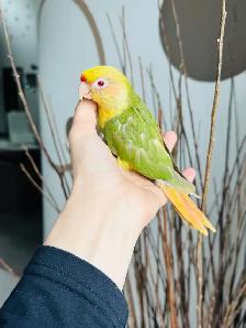 handtame and super friendly conures - Photo 8
