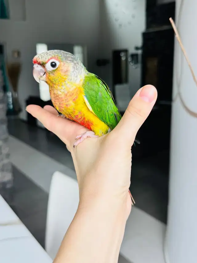 handtame and super friendly conures - Photo 9