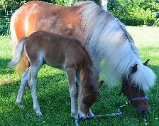 Ponette en Or - Photo 2