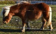 Ponette en Or - Photo 3