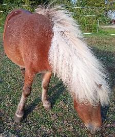 Ponette en Or - Photo 4