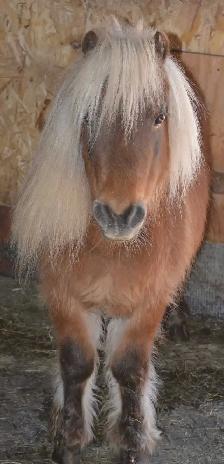 Ponette en Or - Photo 5