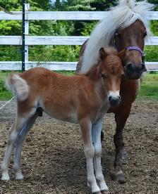 Ponette en Or - Photo 6