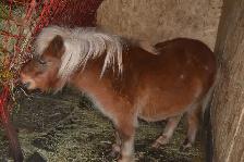 Ponette en Or - Photo 8