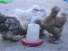 7 Silike chicken 3 hens and 4 rooster - Photo 3