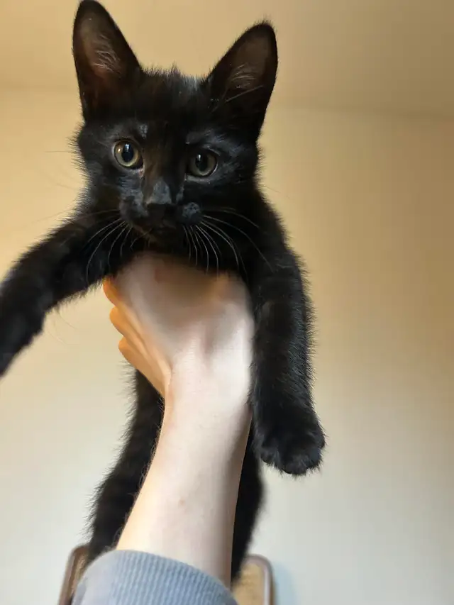 Beautiful 3 Month Old Black Kitten For Rehome