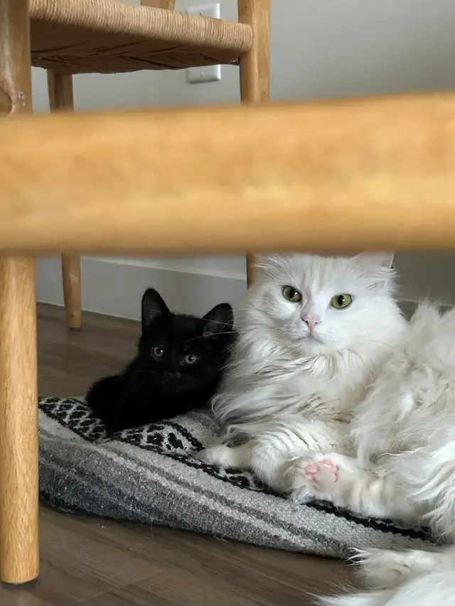 Beautiful 3 Month Old Black Kitten For Rehome - Photo 2