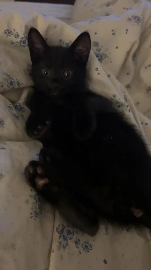 Beautiful 3 Month Old Black Kitten For Rehome - Photo 3