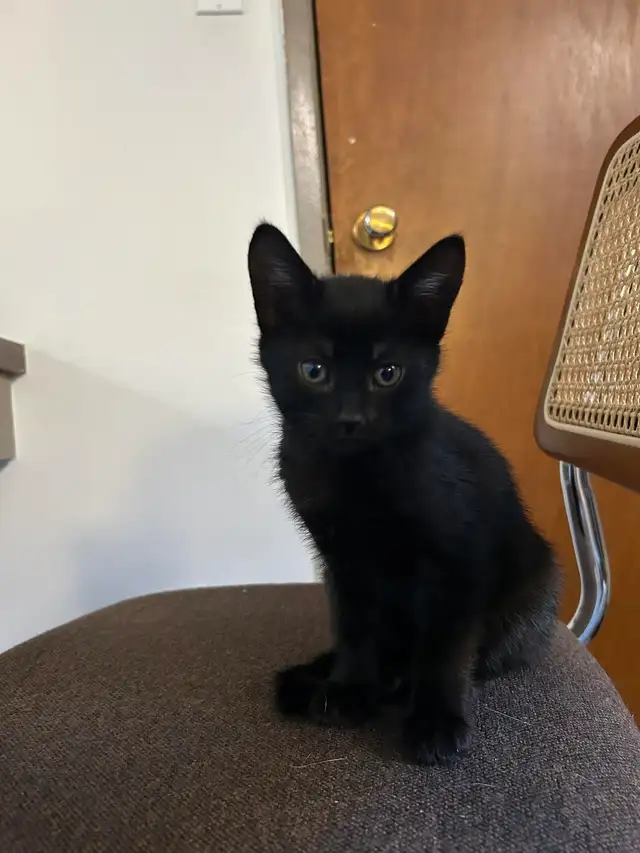 Beautiful 3 Month Old Black Kitten For Rehome - Photo 4