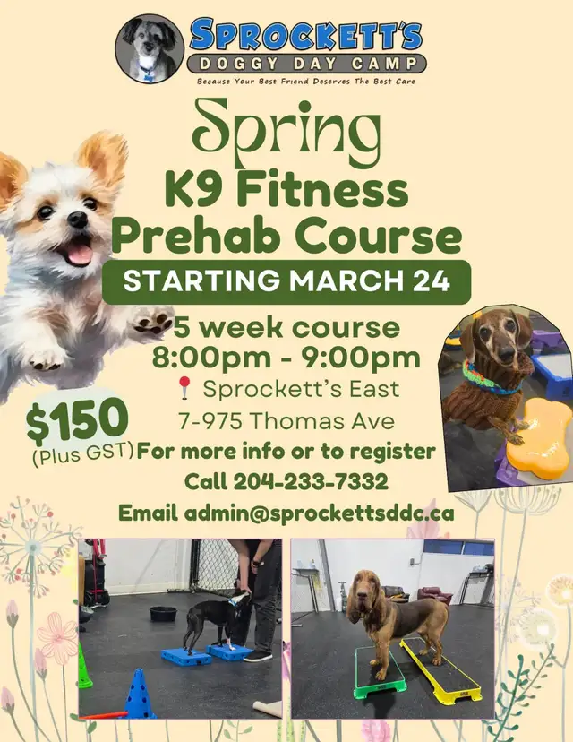 K9 Fitness Prehab Course at Sprockett's Doggy Day Camp