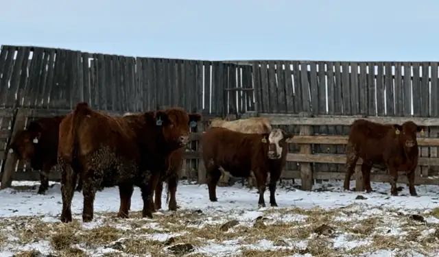 Bred Heifers Close to Calving