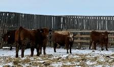 Bred Heifers Close to Calving