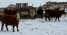 Bred Heifers Close to Calving - Photo 2
