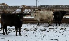 Bred Heifers Close to Calving - Photo 3