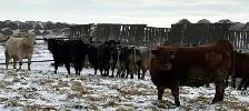 Bred Heifers Close to Calving - Photo 4