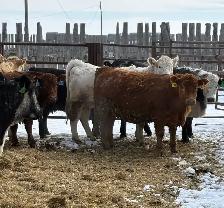 Bred Heifers Close to Calving - Photo 6