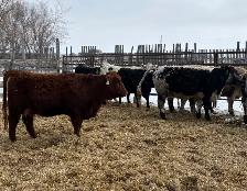 Bred Heifers Close to Calving - Photo 7