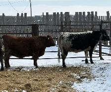 Bred Heifers Close to Calving - Photo 8
