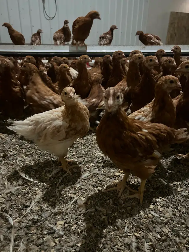 Young Laying Hens