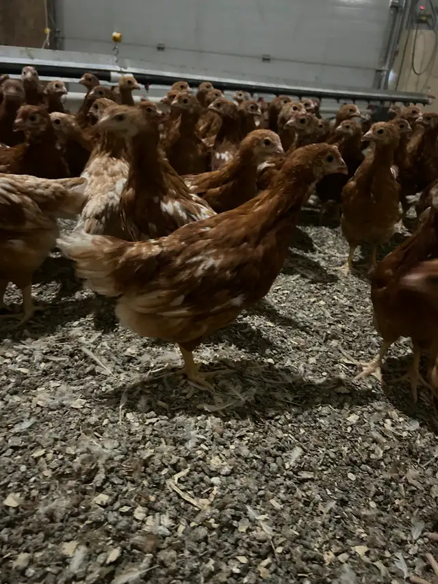 Young Laying Hens - Photo 2