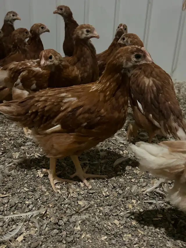 Young Laying Hens - Photo 3