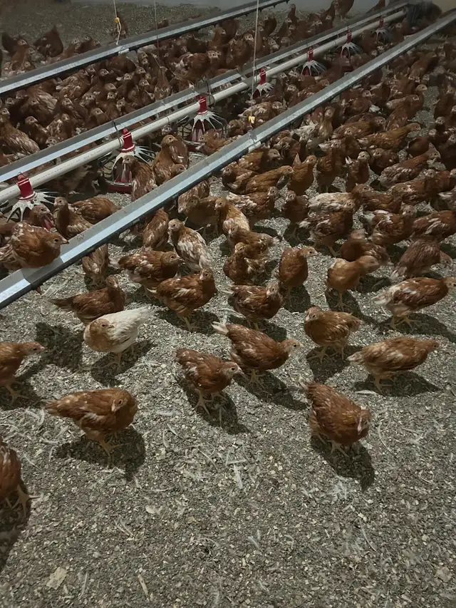 Young Laying Hens - Photo 4