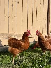 Laying Hens - Photo 2
