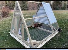 Laying Hens - Photo 5