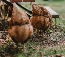 Laying Hens - Photo 7