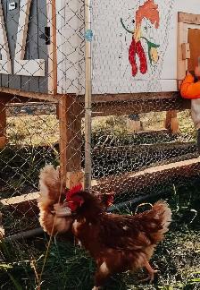 Laying Hens - Photo 8