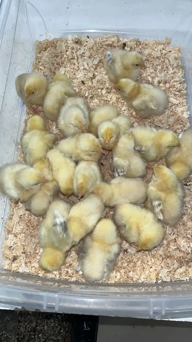 salmon faverolle chicks