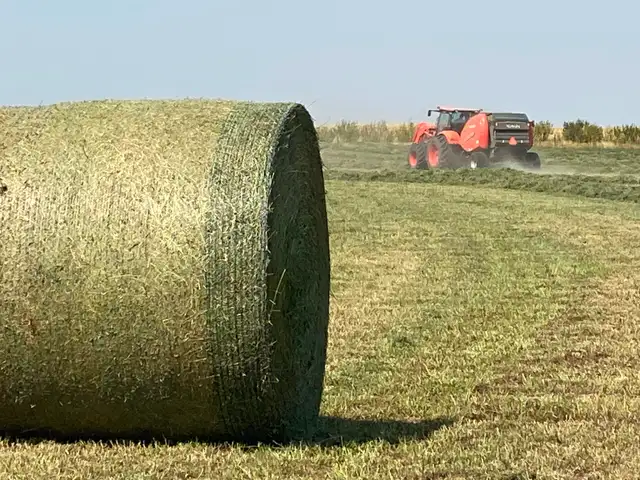 Premium Quality Alfalfa Hay for Sale - Photo 2