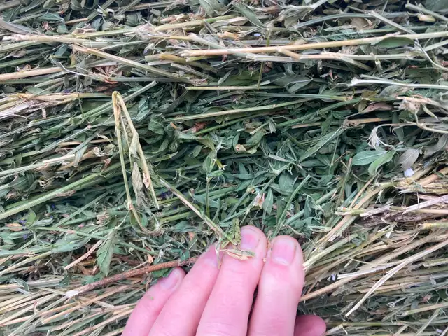 Premium Quality Alfalfa Hay for Sale - Photo 5